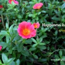finding happiness movie, happiness quotes, ways to be happy, how to be happy, be happy, happiness tips, find happiness
